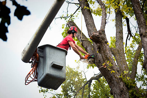 Best Tree Cabling and Bracing  in USA